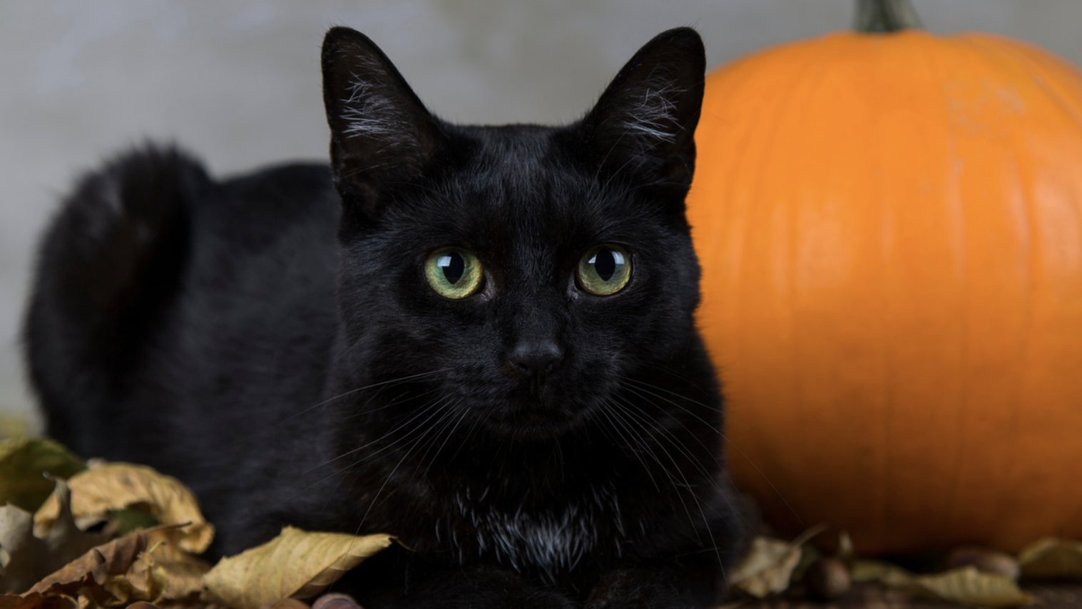 EventPhotos/Halloween/black-cat-halloween5.jpg